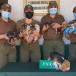 perros