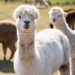 Las nuevas mascotas: ¡Vicuñas y llamas!