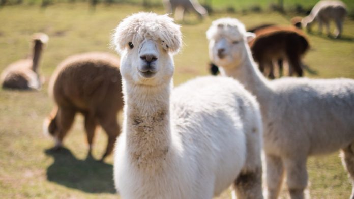 Las nuevas mascotas: ¡Vicuñas y llamas!