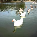 PATO