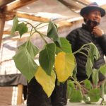 planta