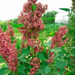 quinoa